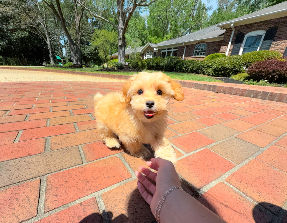 Cute Maltipoo Poodle Mix Pup