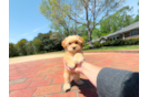 Cute Maltipoo Poodle Mix Pup