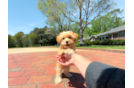 Best Maltipoo Baby