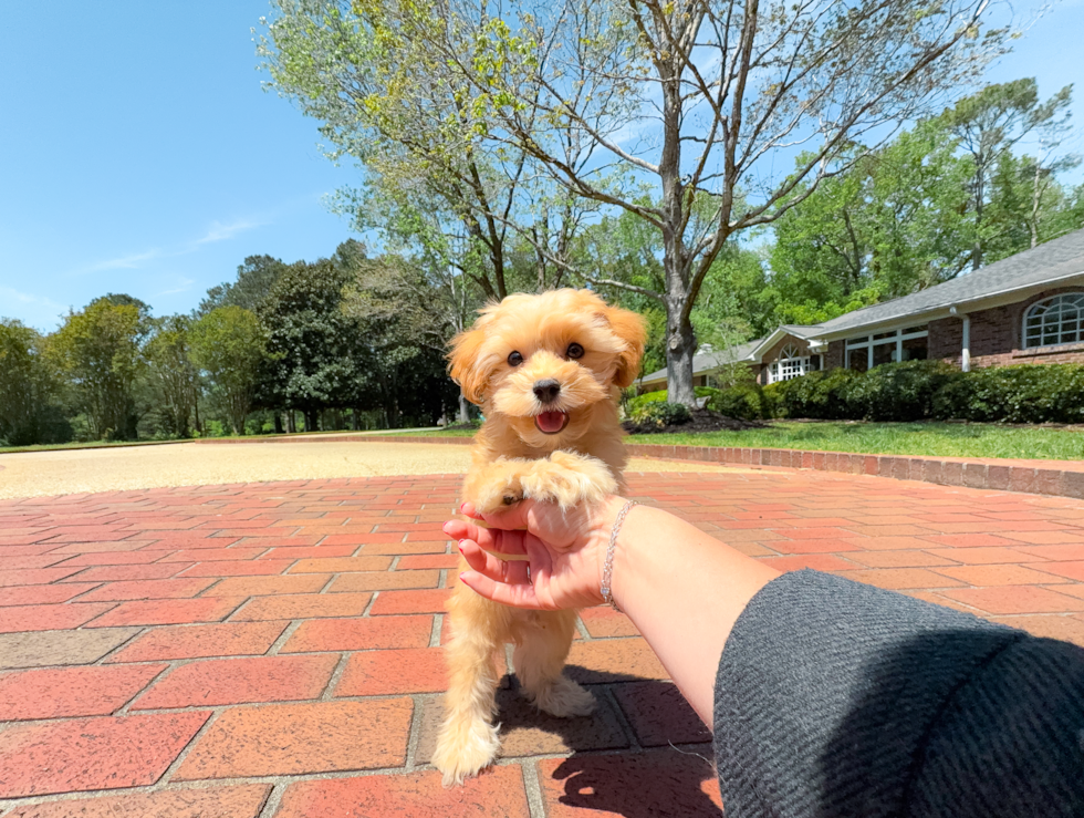 Best Maltipoo Baby