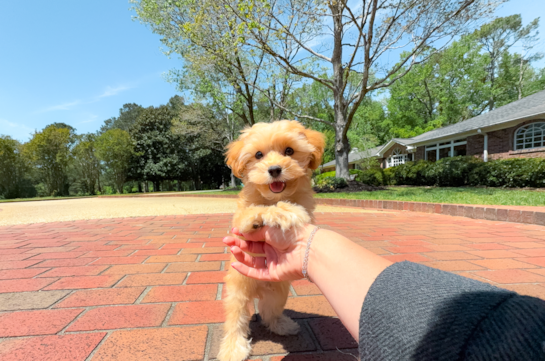 Best Maltipoo Baby