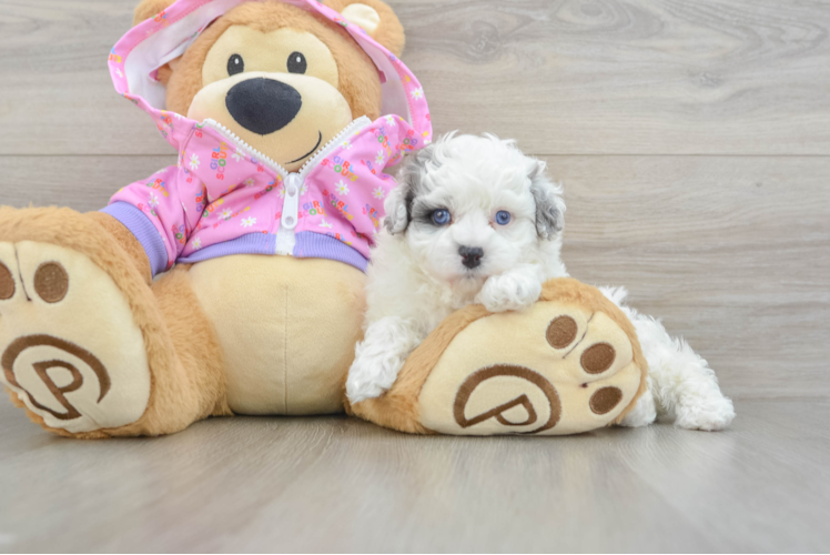 Maltipoo Pup Being Cute