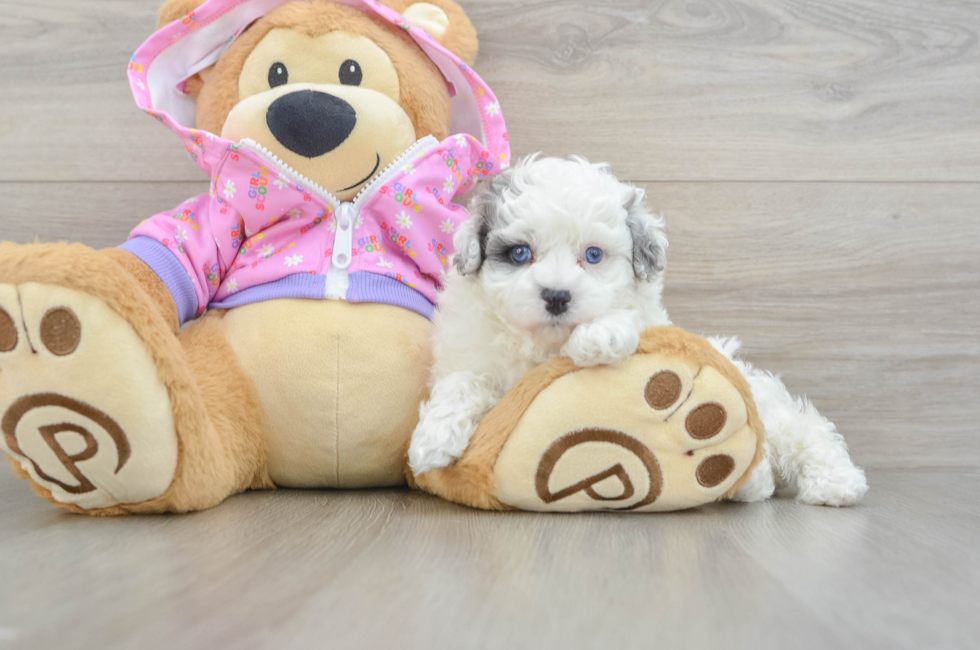 6 week old Maltipoo Puppy For Sale - Simply Southern Pups