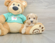 8 week old Maltipoo Puppy For Sale - Simply Southern Pups