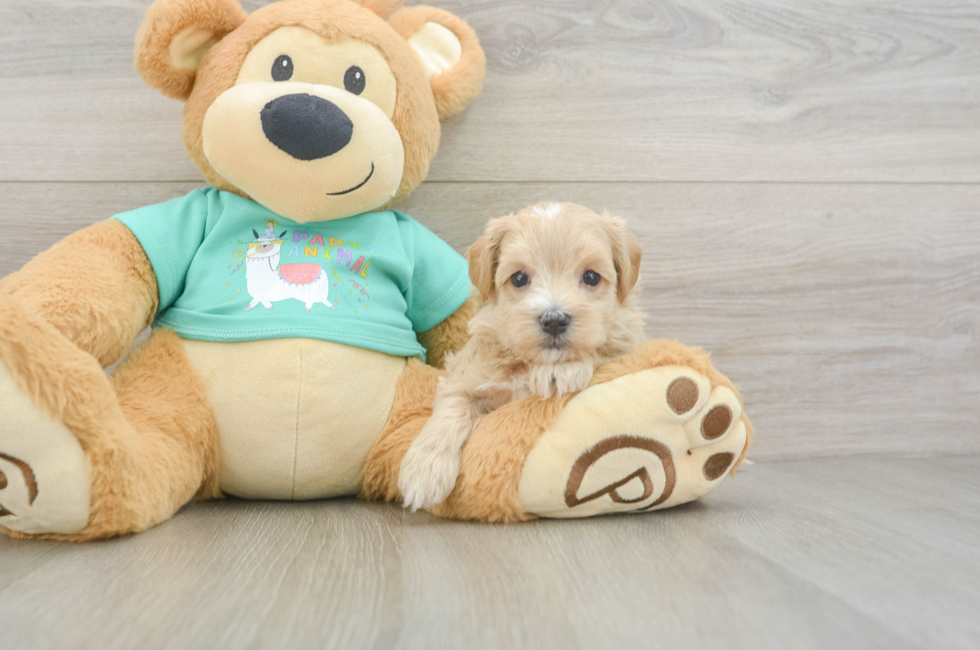 7 week old Maltipoo Puppy For Sale - Simply Southern Pups