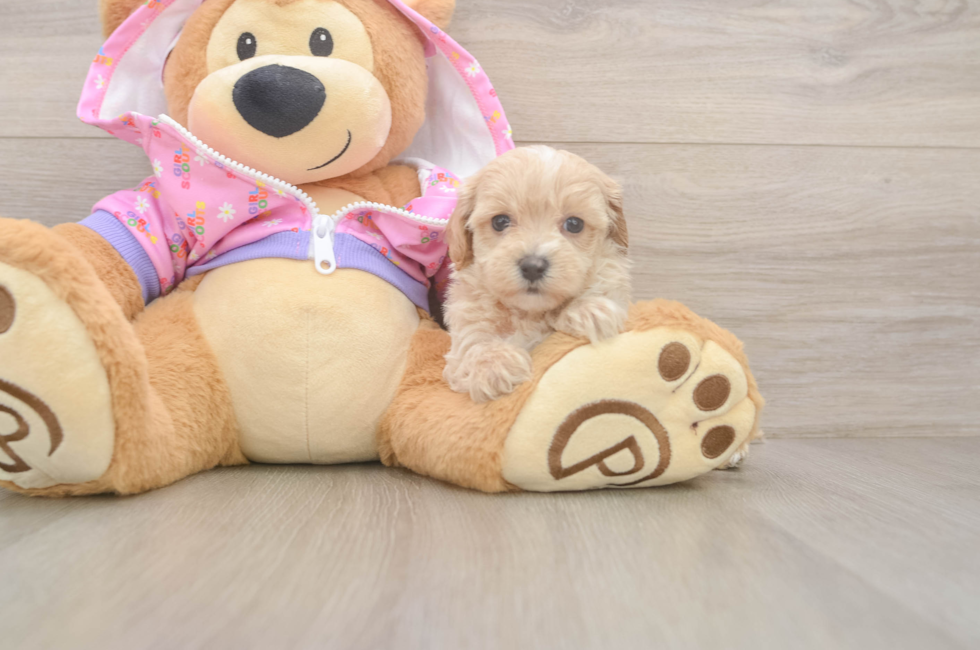 7 week old Maltipoo Puppy For Sale - Simply Southern Pups