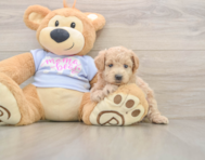 7 week old Maltipoo Puppy For Sale - Simply Southern Pups