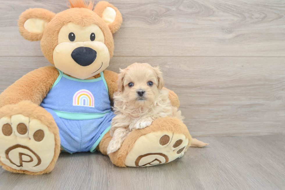 Energetic Malt Oodle Poodle Mix Puppy