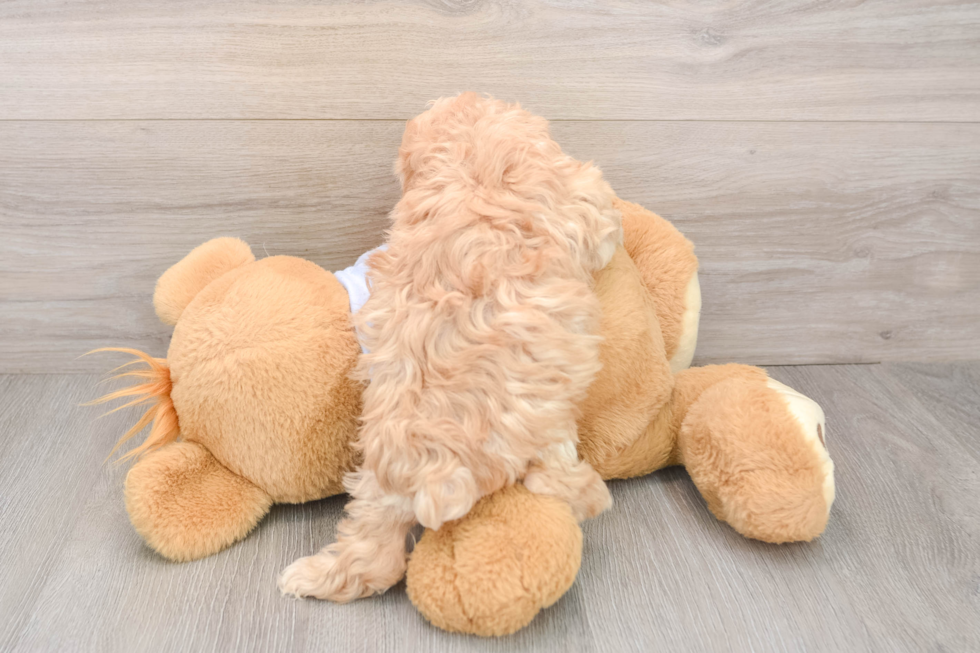 Maltipoo Puppy for Adoption