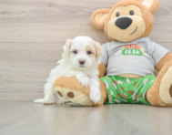 7 week old Maltipoo Puppy For Sale - Simply Southern Pups