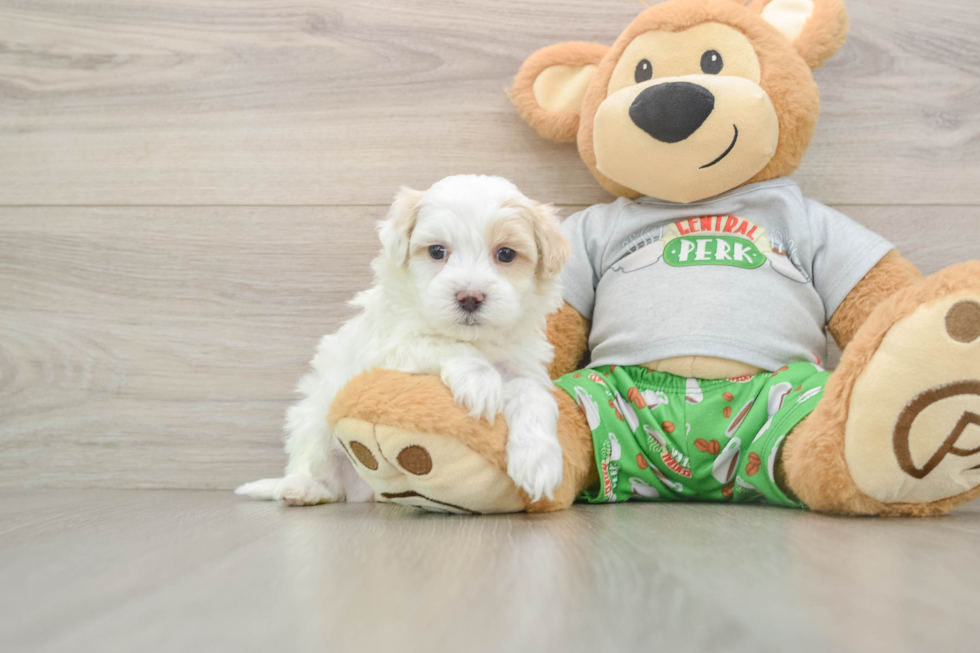 Best Maltipoo Baby