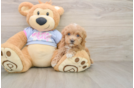 Best Maltipoo Baby
