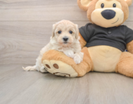 8 week old Maltipoo Puppy For Sale - Simply Southern Pups