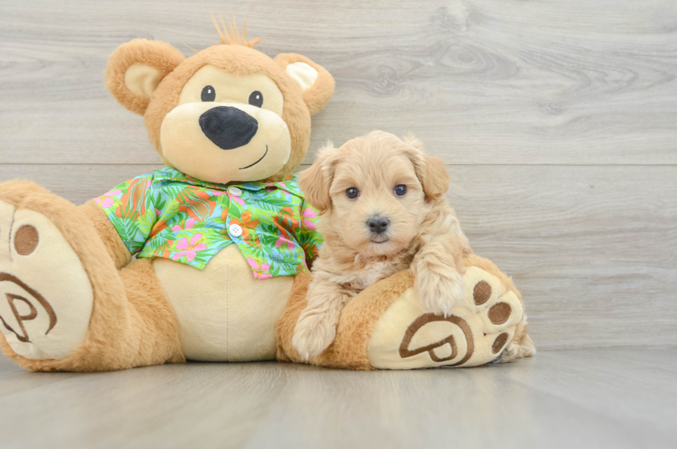 5 week old Maltipoo Puppy For Sale - Simply Southern Pups