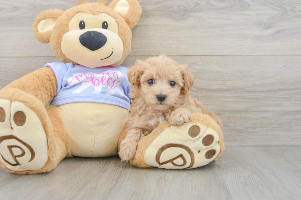 6 week old Maltipoo Puppy For Sale - Simply Southern Pups