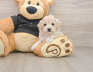8 week old Maltipoo Puppy For Sale - Simply Southern Pups