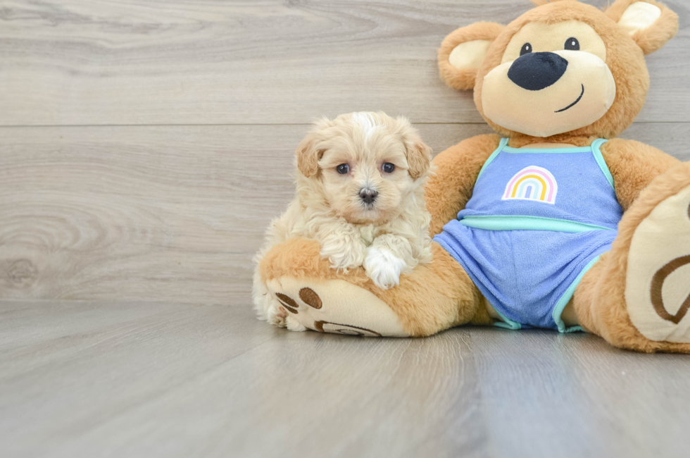 7 week old Maltipoo Puppy For Sale - Simply Southern Pups