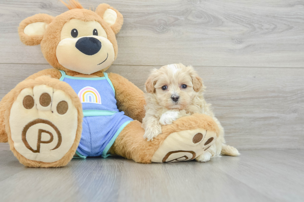 Adorable Maltepoo Poodle Mix Puppy