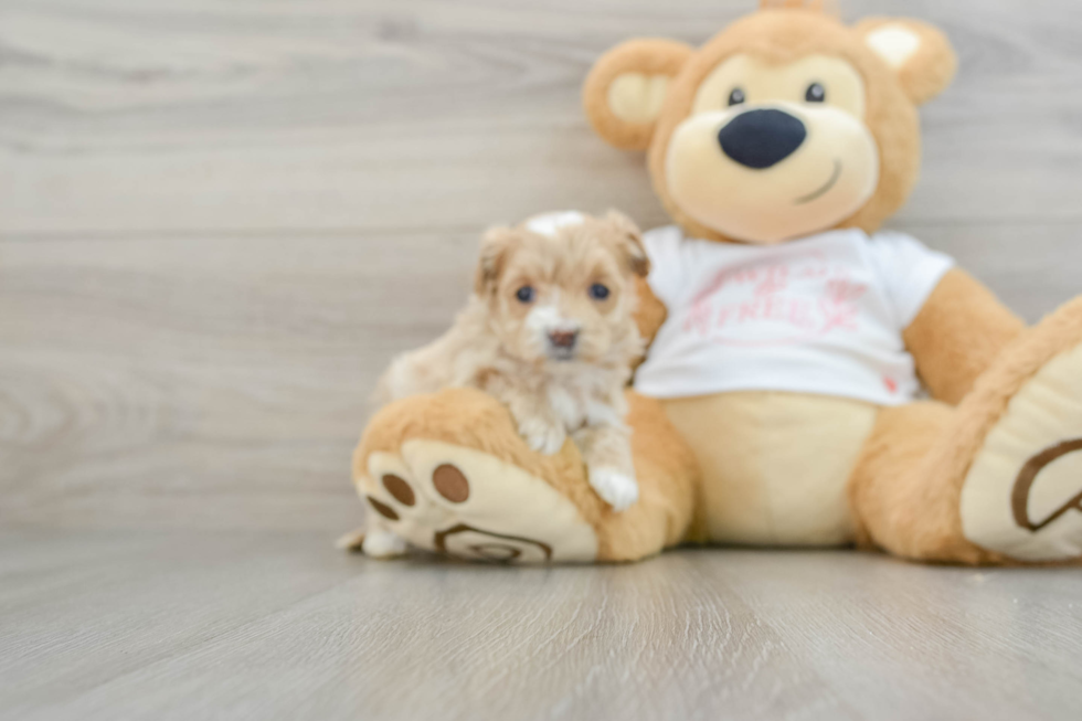 Maltipoo Pup Being Cute