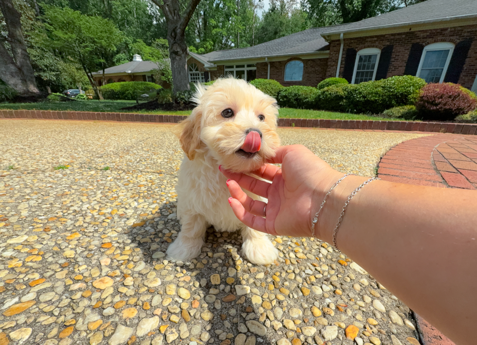 Maltipoo Pup Being Cute