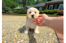 Cute Malt a Poo Poodle Mix Puppy