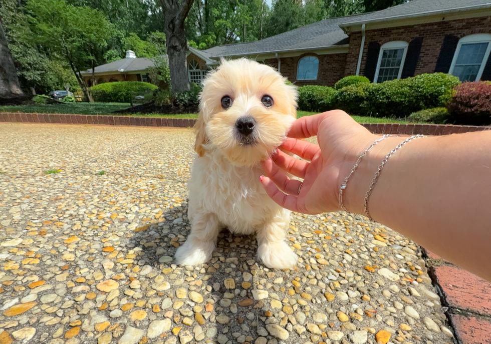 Cute Malt a Poo Poodle Mix Puppy