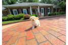 Best Maltipoo Baby