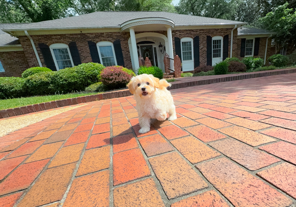 Best Maltipoo Baby