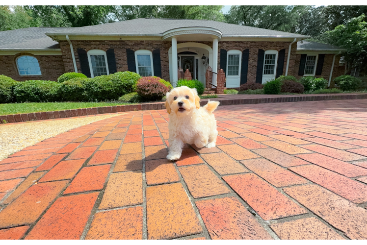 Maltipoo Puppy for Adoption