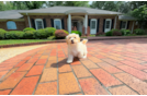Maltipoo Puppy for Adoption
