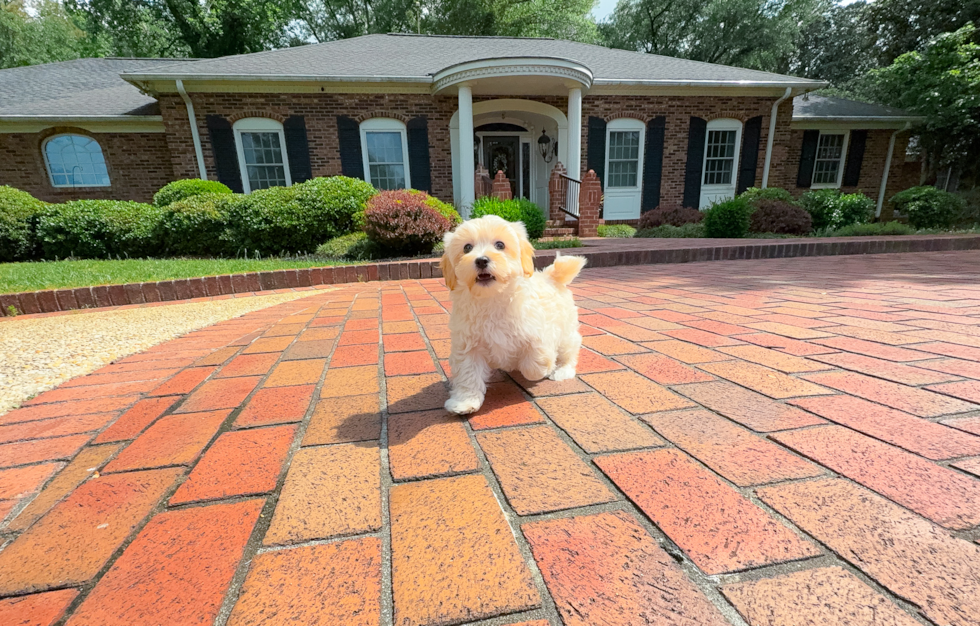 Maltipoo Puppy for Adoption