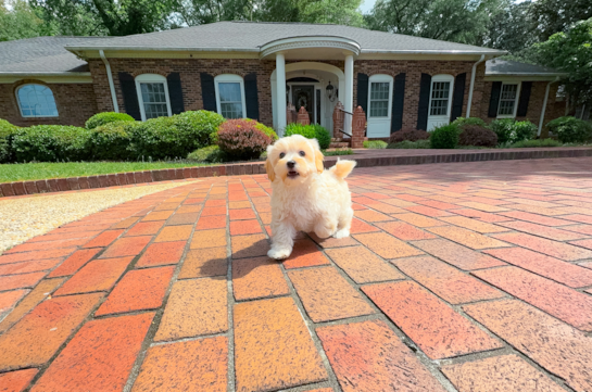 Maltipoo Puppy for Adoption