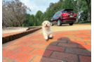 Maltipoo Puppy for Adoption