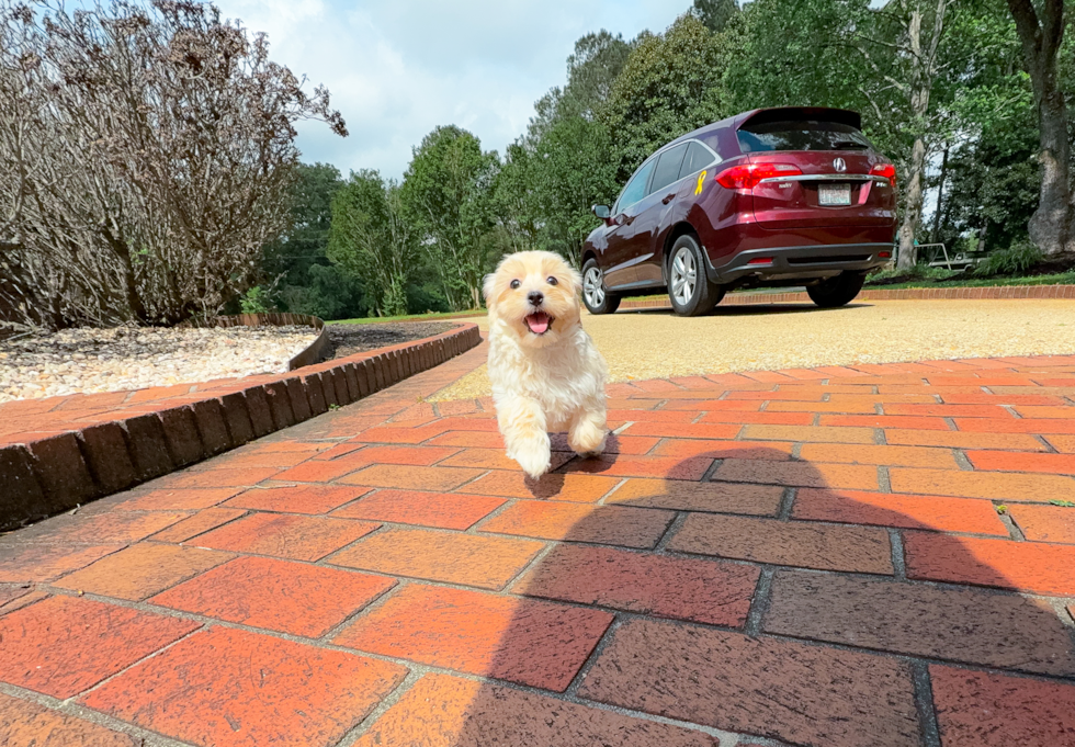 Maltipoo Puppy for Adoption