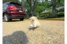 Best Maltipoo Baby