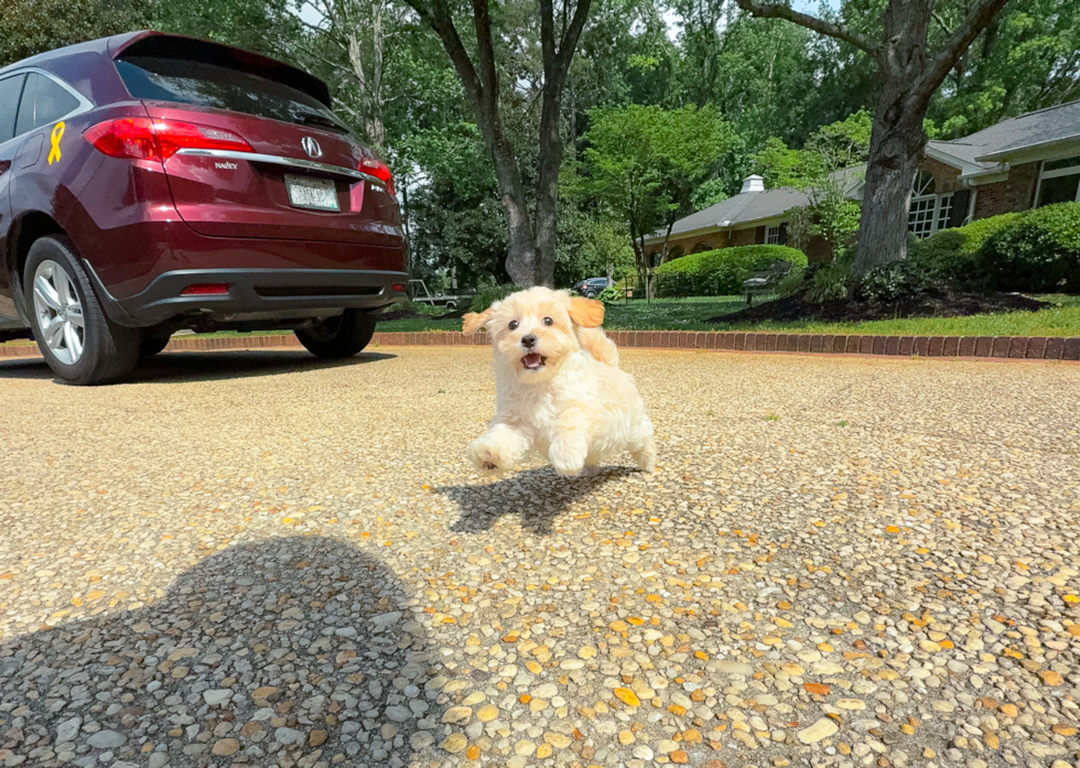 Best Maltipoo Baby