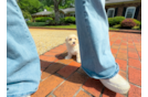 Cute Maltipoo Poodle Mix Pup