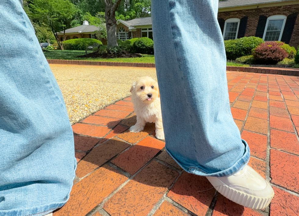 Cute Maltipoo Poodle Mix Pup