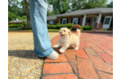 Cute Malt a Poo Poodle Mix Puppy