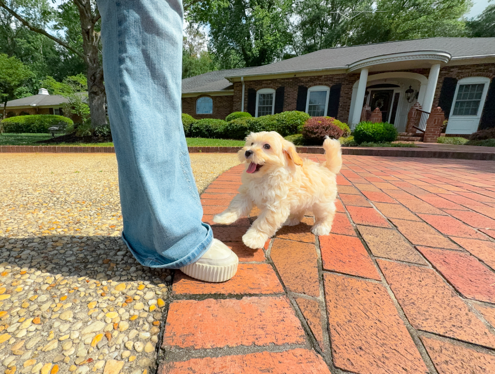 Cute Malt a Poo Poodle Mix Puppy