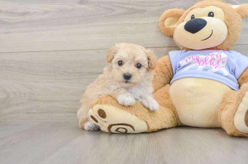 6 week old Maltipoo Puppy For Sale - Simply Southern Pups