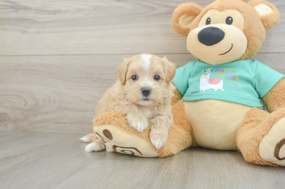 7 week old Maltipoo Puppy For Sale - Simply Southern Pups