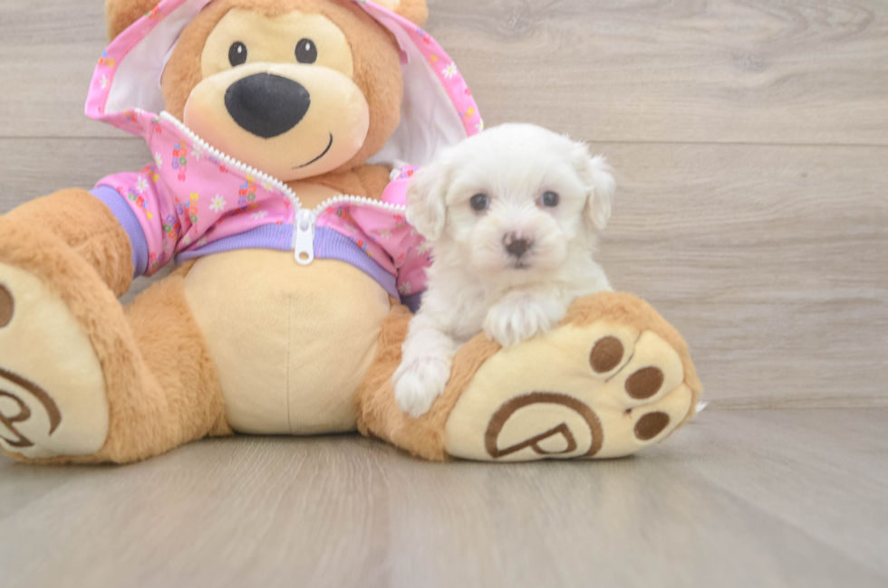 7 week old Maltipoo Puppy For Sale - Simply Southern Pups