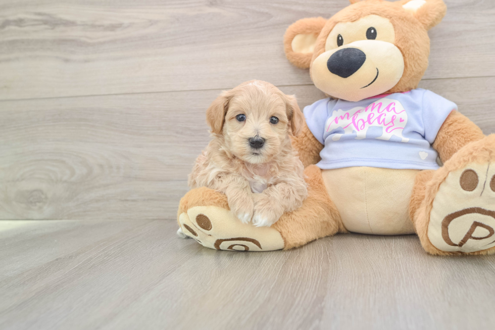 Hypoallergenic Multipoo Poodle Mix Puppy