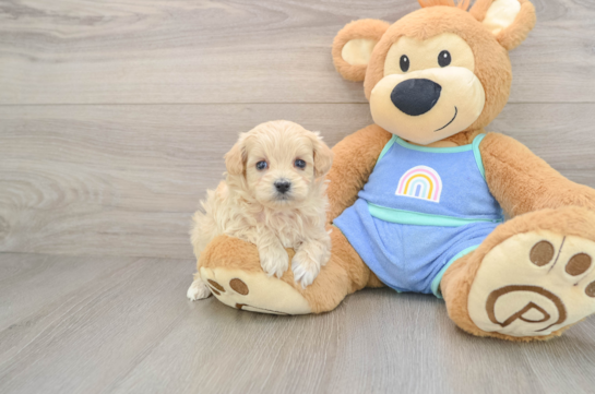 Maltipoo Pup Being Cute