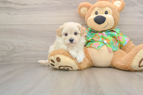 Adorable Malt Oodle Poodle Mix Puppy