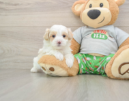 7 week old Maltipoo Puppy For Sale - Simply Southern Pups