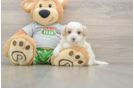 Adorable Maltese Poodle Poodle Mix Puppy