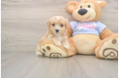 Energetic Maltepoo Poodle Mix Puppy