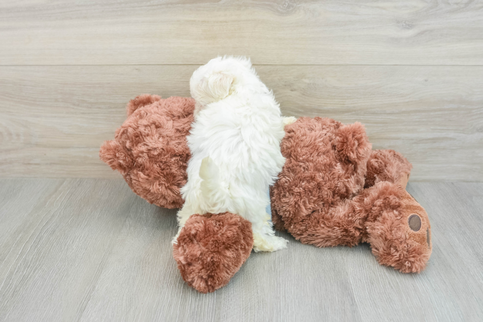 Fluffy Maltipoo Poodle Mix Pup